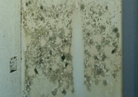 Damp and mould