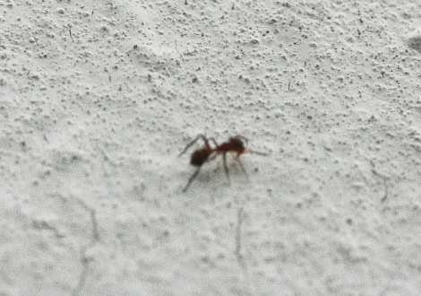 Pest infestation
